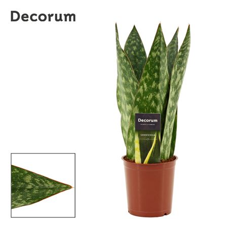 Sansevieria Jamaiquina Queen (dec)