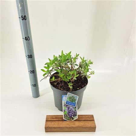 Buddleja Dav Lila Sweetheart Butterfly Candy