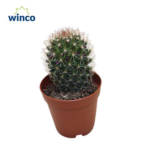 Mammillaria Spinosisima Rubra