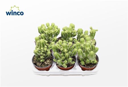 Euphorbia Fructicosa