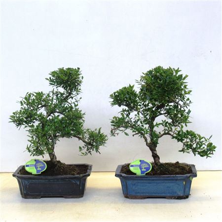 Ilex Crenata, Without Driptray