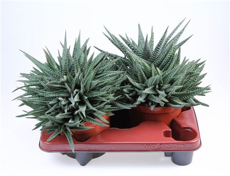 Haworthia Seastar Xxl