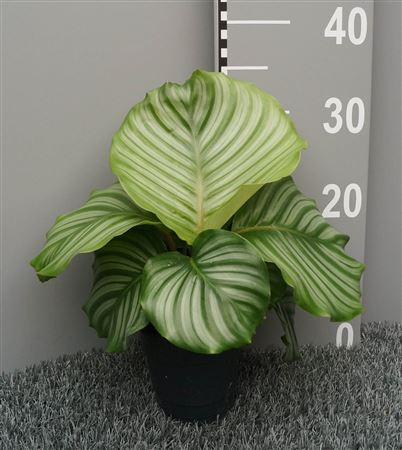 Calathea Orbifolia