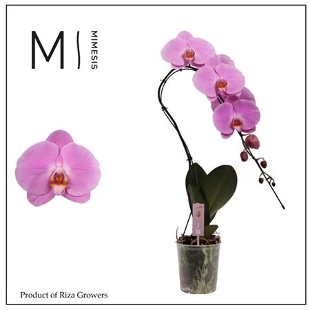Phal Swan 1st Xl Pink (mimesis)