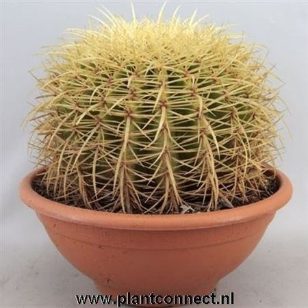 Echinocactus Grusonii Bowl