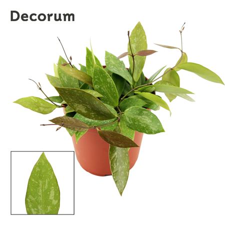 Hoya Gracilis (decorum)