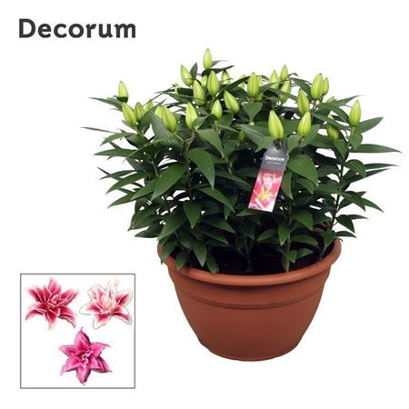 Lilium Or Roselily Pink Xl 15pp