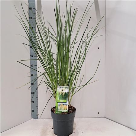 Cortaderia Sell Pumila