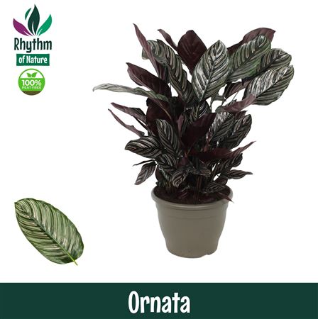 Calathea Ornata Rhythm Of Nature