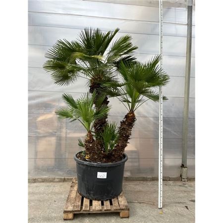 Chamaerops Humilis Nr. 002