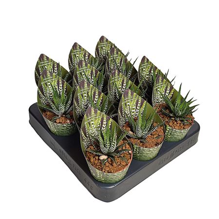 Haworthia Fasciata Big Band Potcover