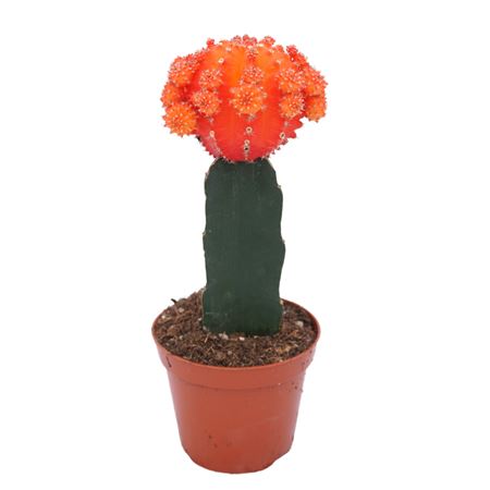 Gymnocalycium Orange