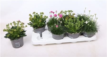 Растительная смесь Многолетние растения