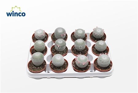 Mammillaria Microthele Superfina (flowering)