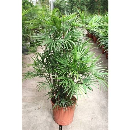 Rhapis Humilis
