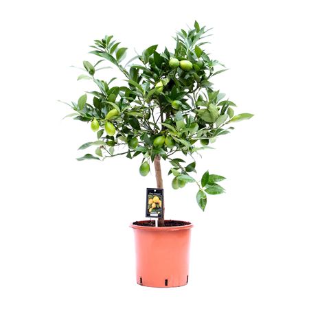 Citrus Limequat On Stem