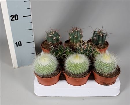 Cactus Mix Luxe Boll On Row