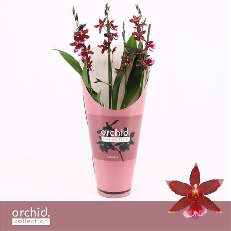 Barrocco Red 3/4st Orchid Collection Potcover
