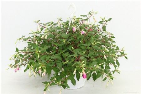 Fuchsia 'puts Polly' Hangpot
