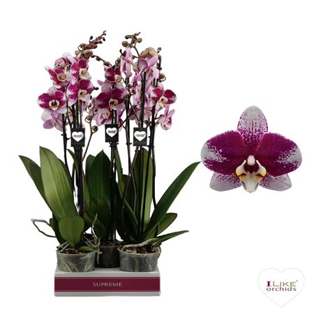 Phal 3st Barcelona 20+ (leveo)