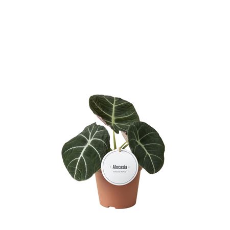 Alocasia Black Velvet