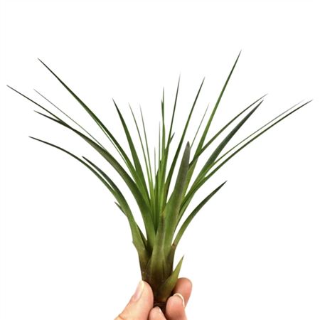 Tillandsia Melanocrater