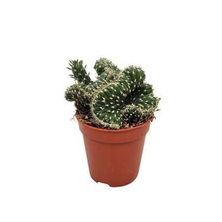 Opuntia Cilindrica Cristaat 5,5 Cm Met Picker