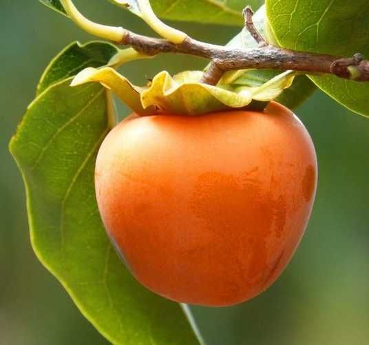 Хурма Россиянка в тубе