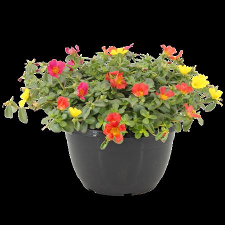 Portulaca Mix In Pot Hangpot