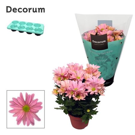 Chrys Margarita Pink (decorum)