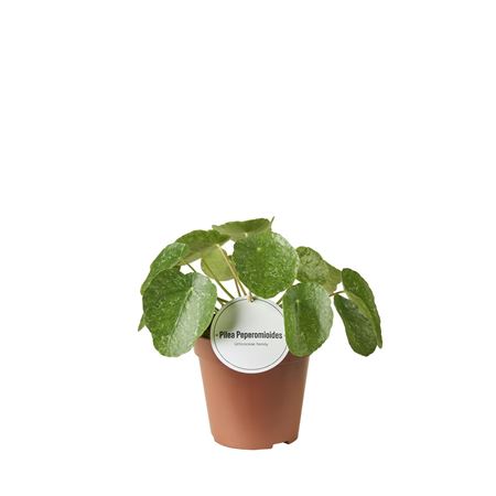 Pilea Sugar