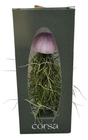 Tillandsia Gift Package
