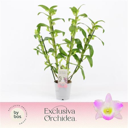Dendr Nob 4st Pandora Exclusiva Orchidea
