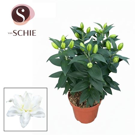 Lilium Or Double White 5pp