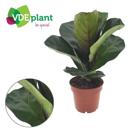 Ficus Lyrata Bambino