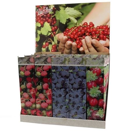 Vaccinium Mix