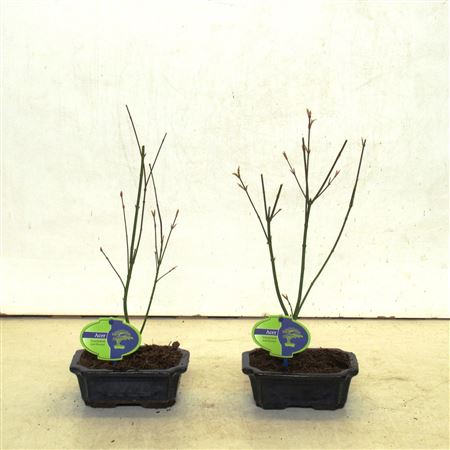 Bonsai Acer Palmatum Orange Dream