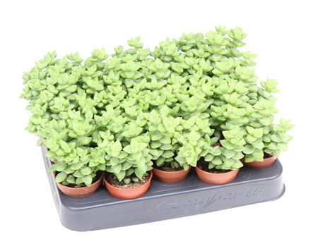Crassula Rupestris