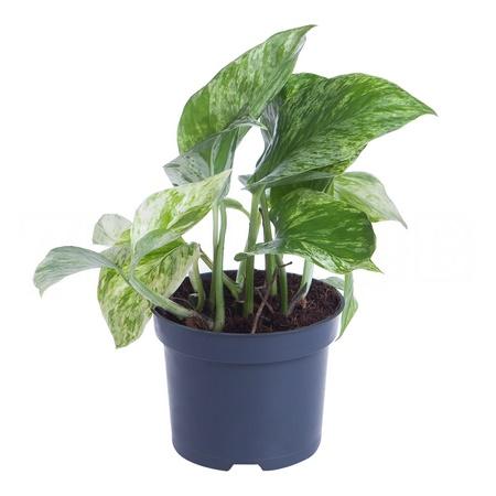 Эпипремнум Марбл Куин | Оптовая цветочная компания «Флора Групп» Эпипремнум Марбл Куин