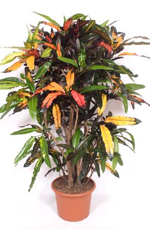 Codiaeum Mango Branched