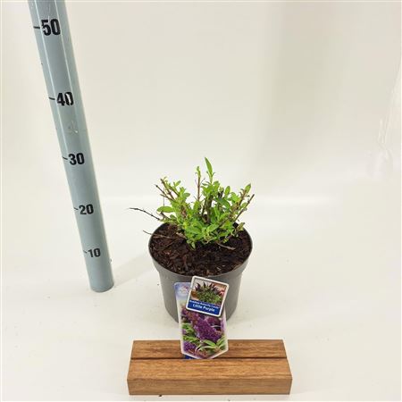 Buddleja Dav Butterfly Candy Little Purple