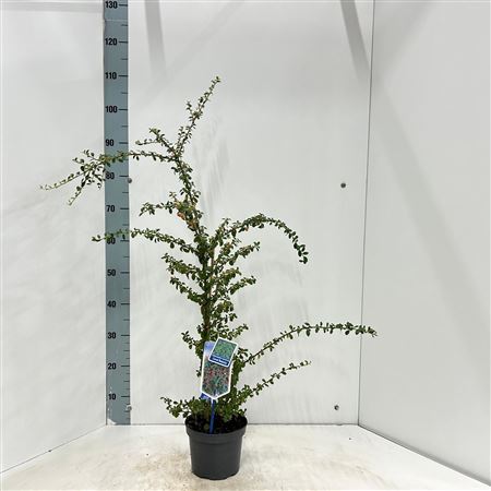 Cotoneaster Coral Beauty