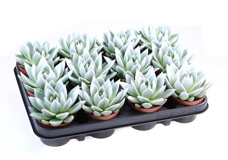 Echeveria Miranda White Tips