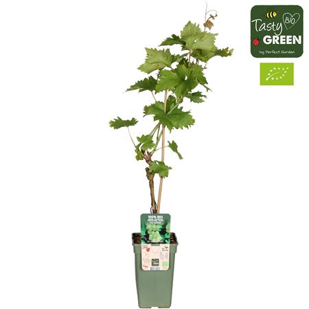 Vitis Vin Lakemount (grafted) Bio