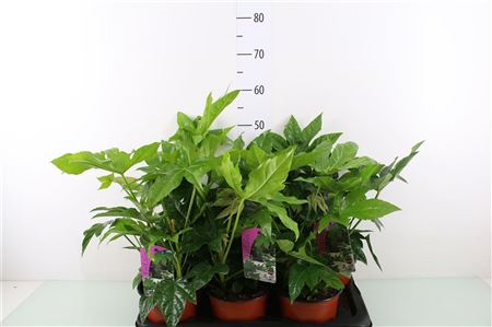 Fatsia Outdoor