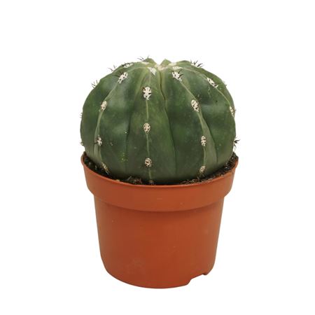 Melocactus Maxonii Inermis Zonder Cephalium