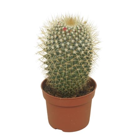 Mammillaria Pringlei