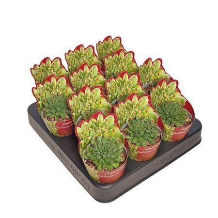 Sempervivum Tectorum Oddity Potcover