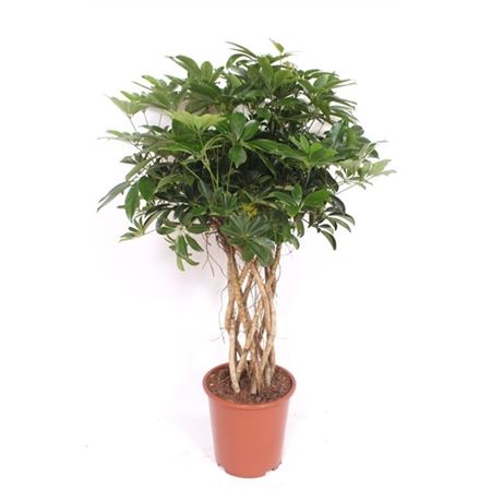 Schefflera Compacta Tube