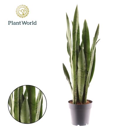 Sansevieria Spearmint